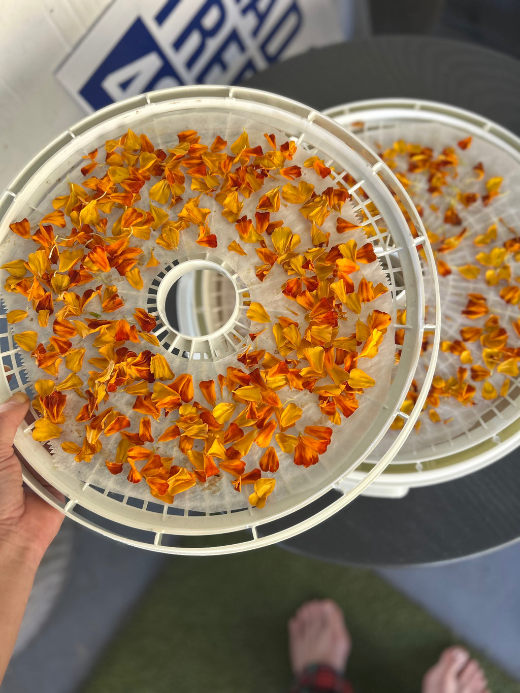 68f4baf80af4bf10c73dc146_dried-marigold-petals_1765483977253.jpg